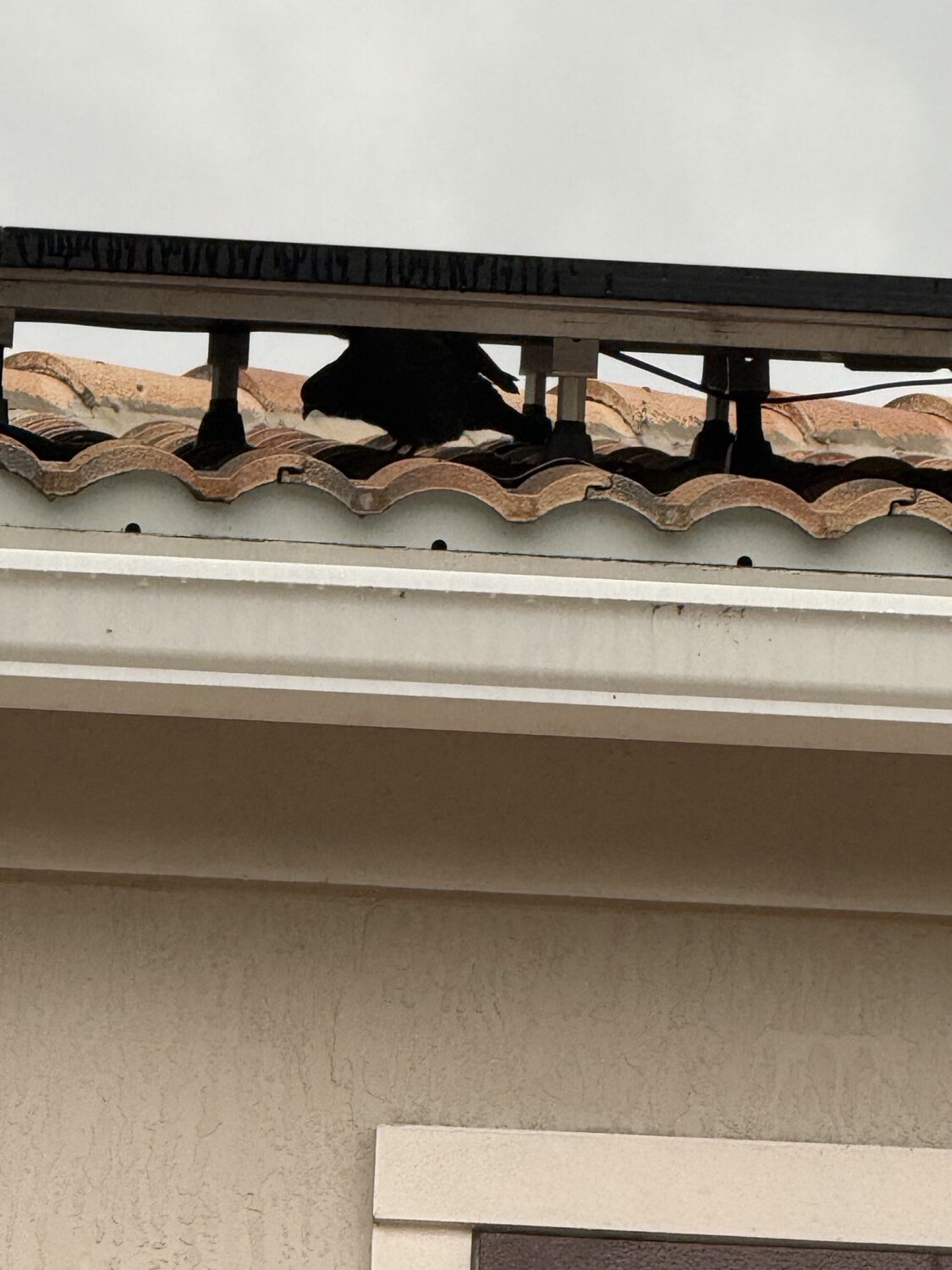 Pigeon perched at the gap under a Florida concrete tile roof — the kind of bird intrusion StratoClean bird control prevents
